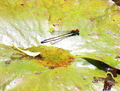 Pseudagrion massaicum