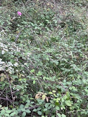 Rubus ulmifolius