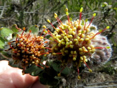 Leucospermum truncatulum