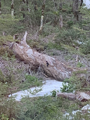 Campephilus magellanicus