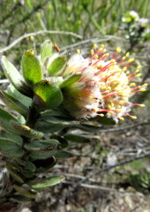 Leucospermum truncatulum