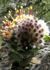 Leucospermum truncatulum