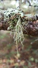 Evernia divaricata