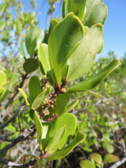 Myrsine parvifolia