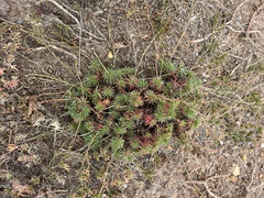 Limonium kraussianum