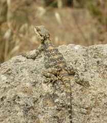 Laudakia vulgaris