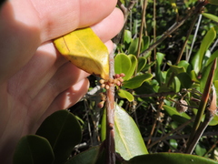Myrsine parvifolia