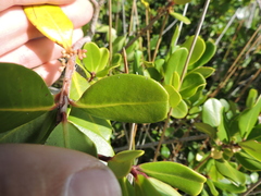 Myrsine parvifolia