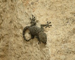 Ptyodactylus puiseuxi