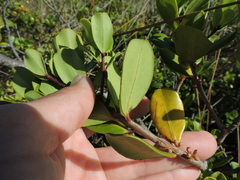 Myrsine parvifolia