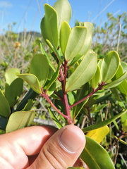 Myrsine parvifolia