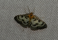 Anania hortulata