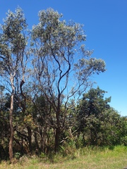 Corymbia gummifera