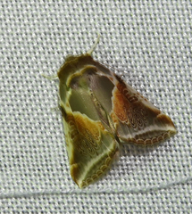 Habrosyne pyritoides
