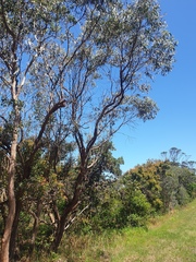 Corymbia gummifera