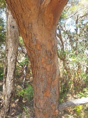 Corymbia gummifera