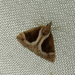 Hypena crassalis