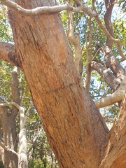 Corymbia gummifera
