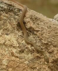Platyceps collaris