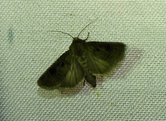 Agrotis clavis