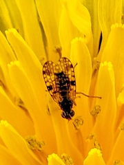 Dioxyna bidentis
