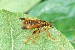 Laphriini