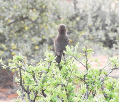 Cercotrichas coryphoeus