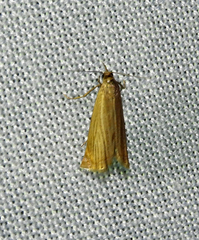Chrysoteuchia culmella