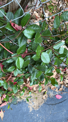 Trachelospermum asiaticum