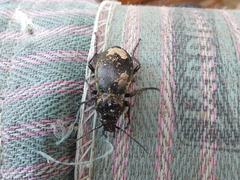 Carabus nemoralis prasinotinctus