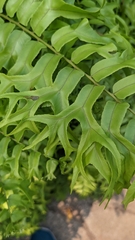 Nephrolepis