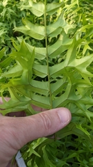 Nephrolepis