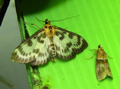 Anania hortulata
