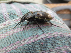 Carabus nemoralis prasinotinctus