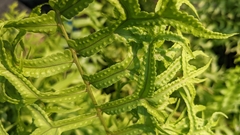 Nephrolepis