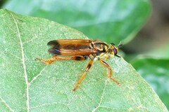 Laphriini