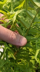 Nephrolepis