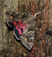 Catocala sponsa