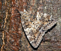 Catocala sponsa