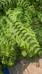Nephrolepis