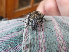 Carabus nemoralis prasinotinctus