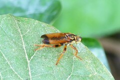 Laphriini