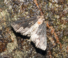 Dypterygia scabriuscula