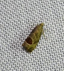 Notocelia uddmanniana