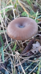 Pseudoclitocybe cyathiformis