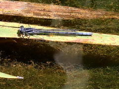 Pseudagrion furcigerum