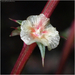 Salsola australis - Photo (c) Julia Markey,  זכויות יוצרים חלקיות (CC BY-NC), הועלה על ידי Julia Markey