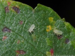 Drepanaphis acerifoliae