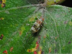 Drepanaphis acerifoliae