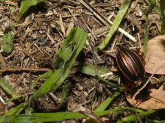 Carabus auratus
